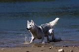 SIBERIAN HUSKY 550